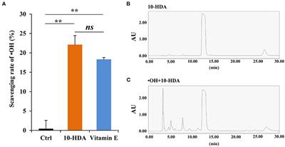 10-Hydroxydec-2-Enoic Acid Reduces Hydroxyl Free Radical-Induced Damage to Vascular Smooth Muscle Cells by Rescuing Protein and Energy Metabolism